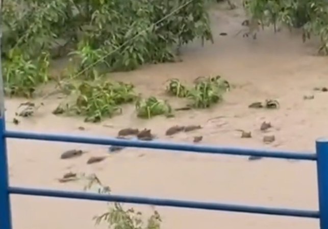 VÍDEO: Correnteza arrasta capivaras em Paudalho, no interior de Pernambuco