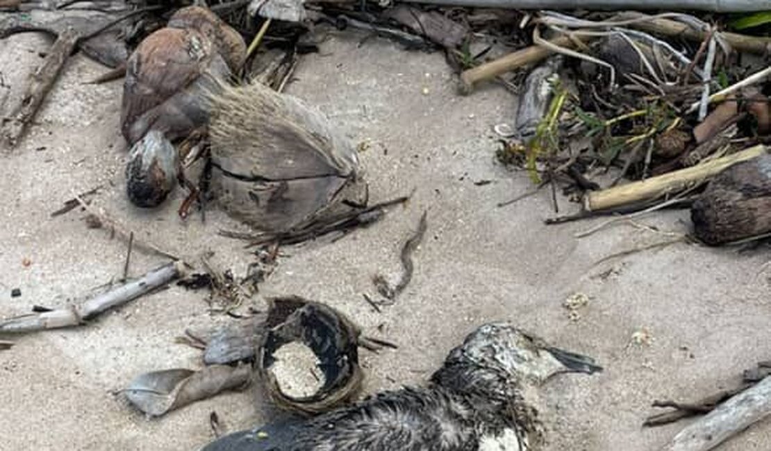 Mais um pinguim é encontrado morto no litoral de Alagoas