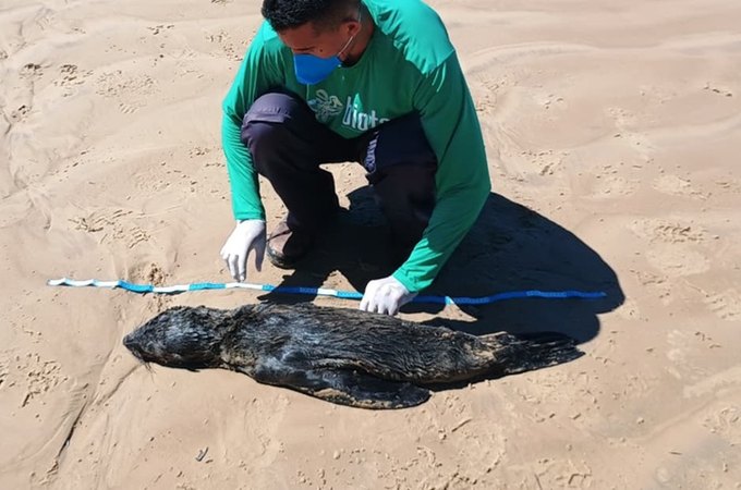 Lobo-marinho é encontrado morto em Feliz Deserto