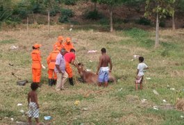 Bombeiros resgatam cavalo de poço desativado, em Arapiraca