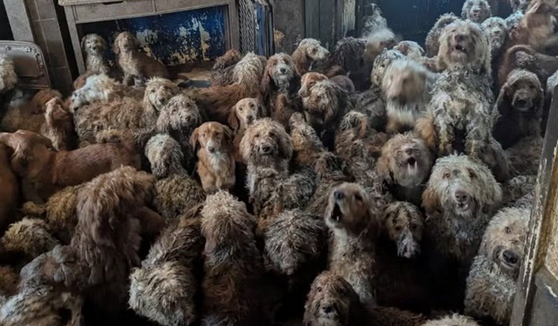 A chocante imagem de 250 cães resgatados em sala de casa no Reino Unido