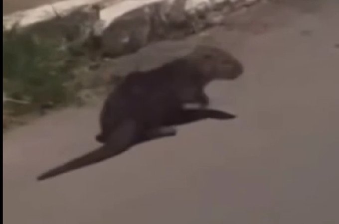 Moradores de Arapiraca são surpreendidos com aparição de lontra pelas ruas da cidade; assista