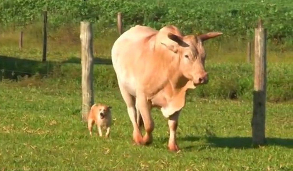 Relação de ‘amizade’ entre touro de rodeio e cachorro vira-lata chama atenção no noroeste do Paraná