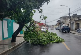 Chuva derruba galho de árvore e via fica parcialmente interditada em Arapiraca