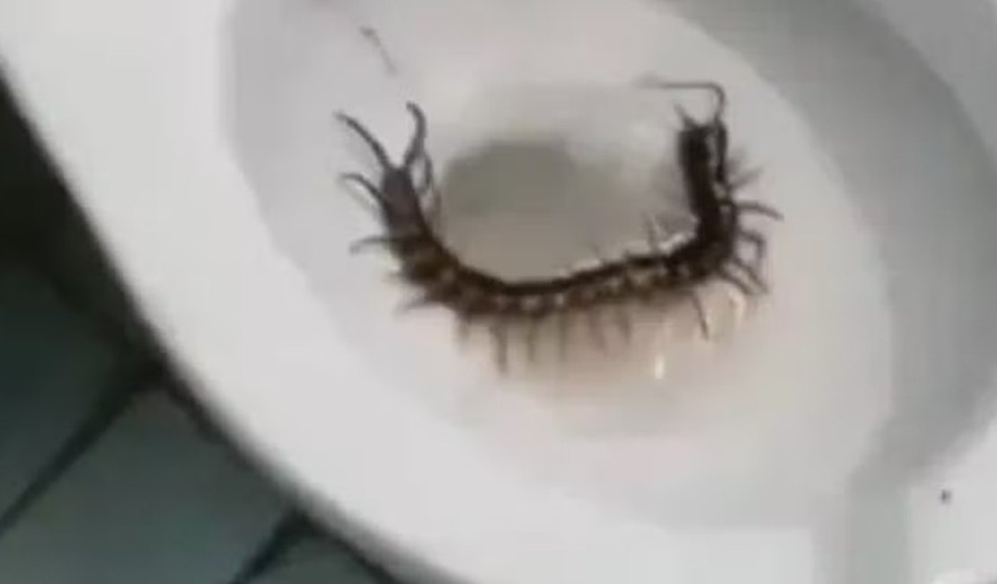Turista encontra lacraia gigante antes de se sentar em vaso sanitário em hotel
