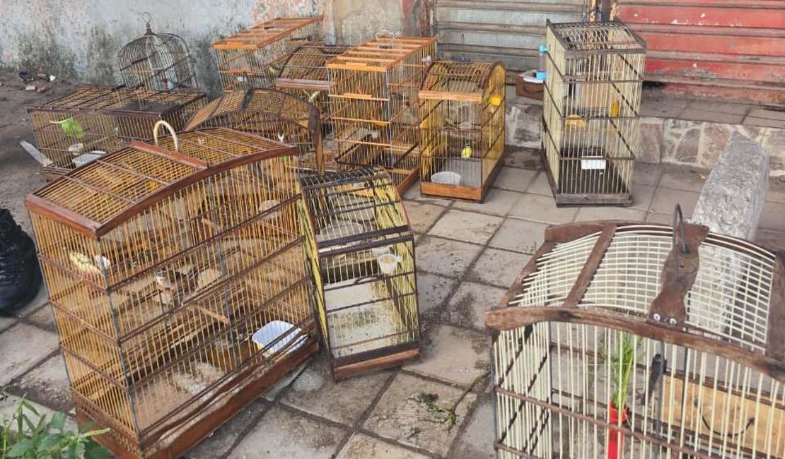 Em combate a crimes ambientais, operação da PM apreende 35 aves silvestres em feira de Maceió