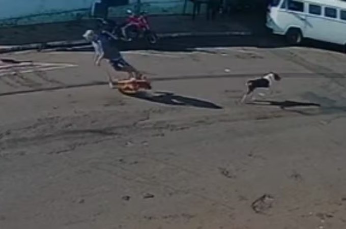 Morre idoso 'atropelado' por cachorro que corria na rua no interior de SP