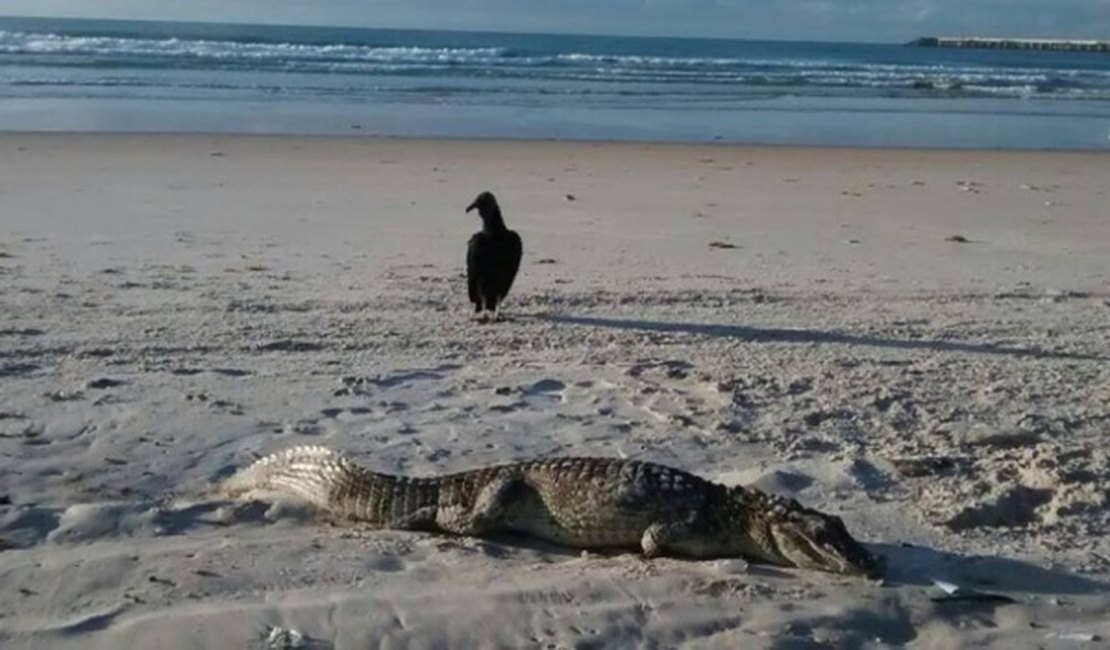 Jacaré é encontrado morto em praia de Maceió