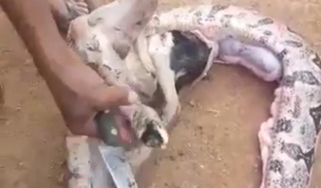 Jiboia de seis metros engole carneiro e assusta moradores no Agreste alagoano