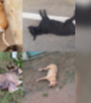 Dez cachorros de rua são achados mortos, em Igaci; suspeita é de envenenamento