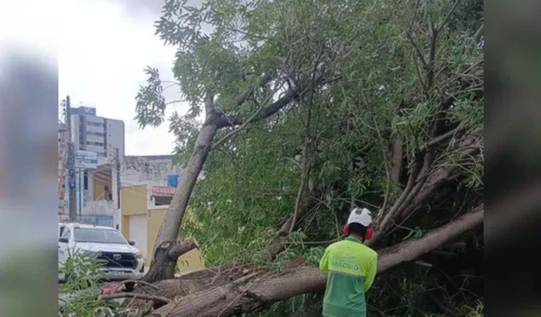 Árvore cai sobre rede elétrica e atinge residência na Jatiúca, em Maceió