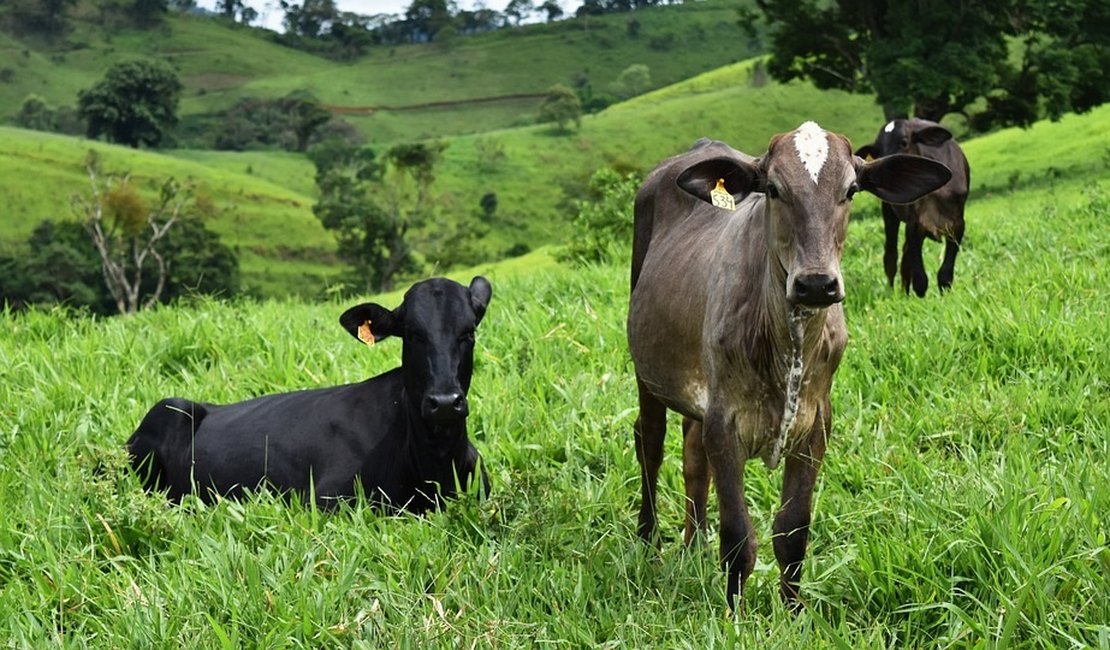 Homem tem bois furtados de propriedade na zona rural de Arapiraca