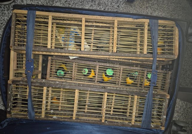 Ação integrada da PCAL e Polícia Federal apreende 42 aves silvestres no aeroporto Zumbi dos Palmares