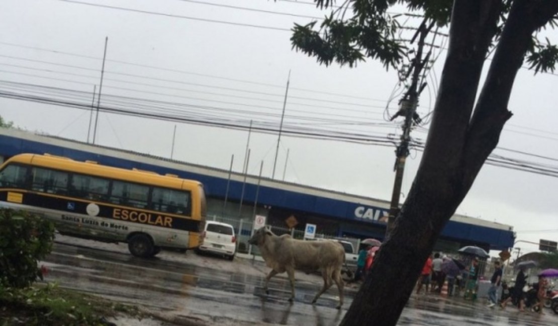 Boi solto na Avenida Fernandes Lima, em Maceió, deixa trânsito lento