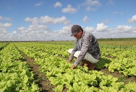 Chuva acima da média transforma Agricultura no investimento mais promissor de Arapiraca