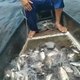 Após seca, pescadores comemoram “fartura” de peixes novamente na Lagoa do Pé Leve