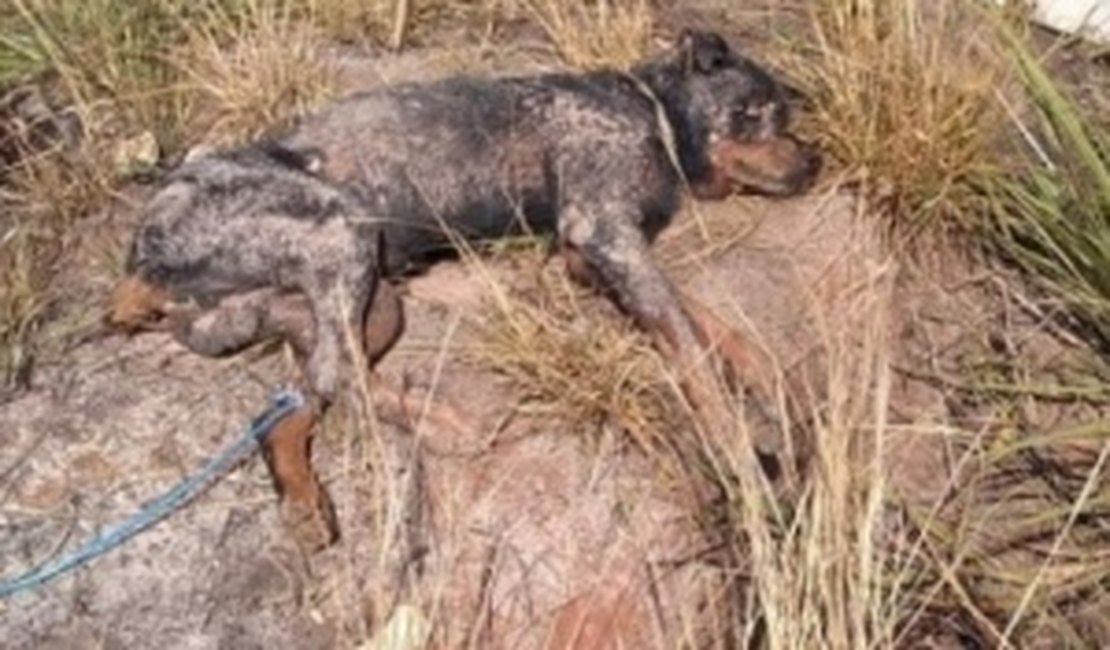 Polícia identifica homens que enterraram cachorro vivo em São Miguel dos Campos