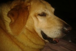 Idoso mata cadela com golpes de foice na frente da dona