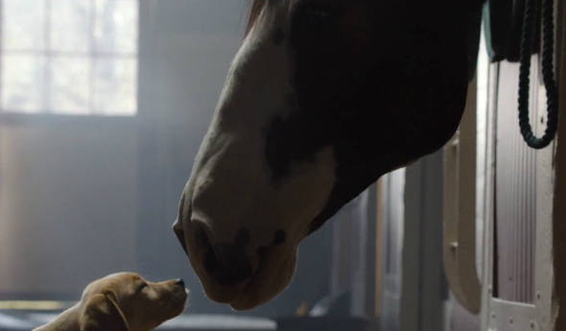 Novo comercial da Budweiser arrepia e emociona internautas