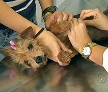 Ufal realiza campanha Outubro Rosa Pet em shopping de Arapiraca
