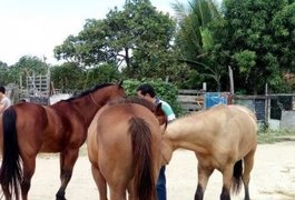 Cavalos roubados no interior de Alagoas são recuperados
