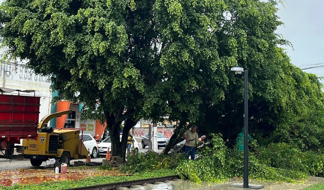 Árvore cai em trecho recém-inaugurado da Ciclovia do Trabalhador, em Arapiraca