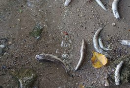 Cooperativa de marisqueiras denúncia morte de centenas de peixes na Lagoa Mundaú
