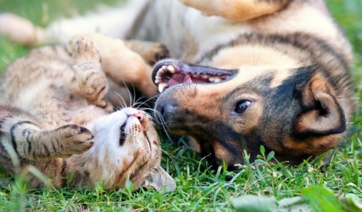 CCJ aprova criminalização de agressões contra cães e gatos