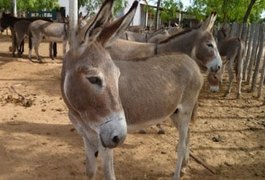 Jumenta é encontrada morta e violentada em Garanhuns