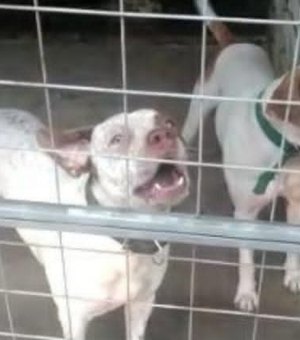 Cães fogem de chácara, em Arapiraca e tutor dos animais busca por informações para encontrá-los