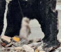 Gato é enforcado com fio em praça de Piaçabuçu