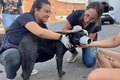 Lei estadual que garante proteção e o bem-estar dos animais já está em vigor