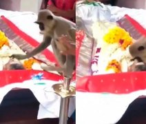 Macaco vai a funeral de homem que costumava alimentá-lo, acaricia amigo e vídeo emociona