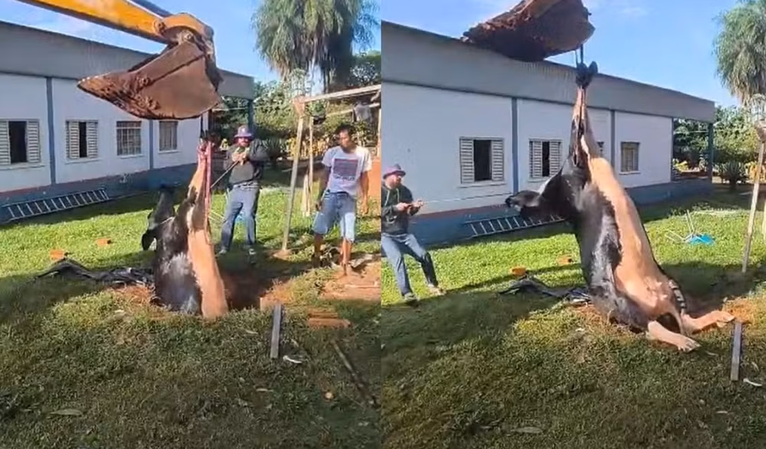 Bombeiros resgatam vaca de dentro de fossa desativada, em chácara