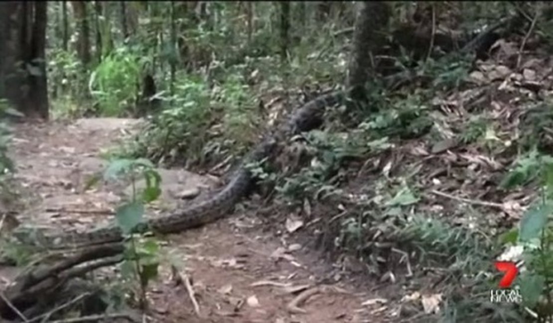 [Vídeo] Australiana se assusta ao se deparar com cobra gigante em caminhada