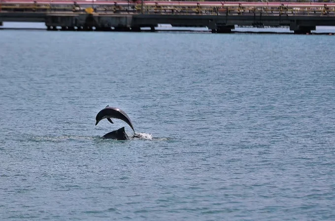 Golfinhos dão espetáculo no Porto de Maceió e surpreendem turistas de cruzeiro