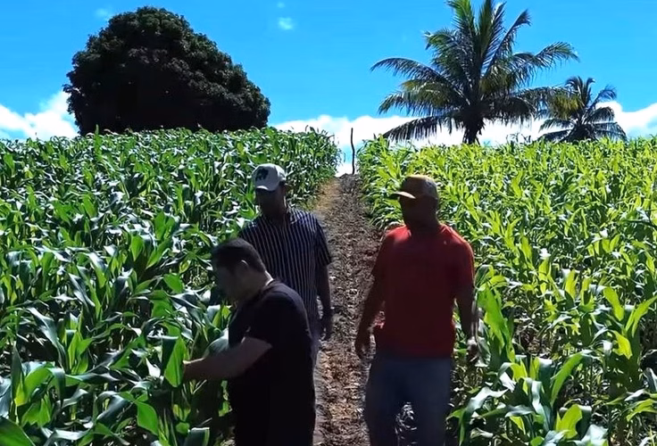 Agricultores familiares de Penedo vão colher mais de 300 toneladas de milho