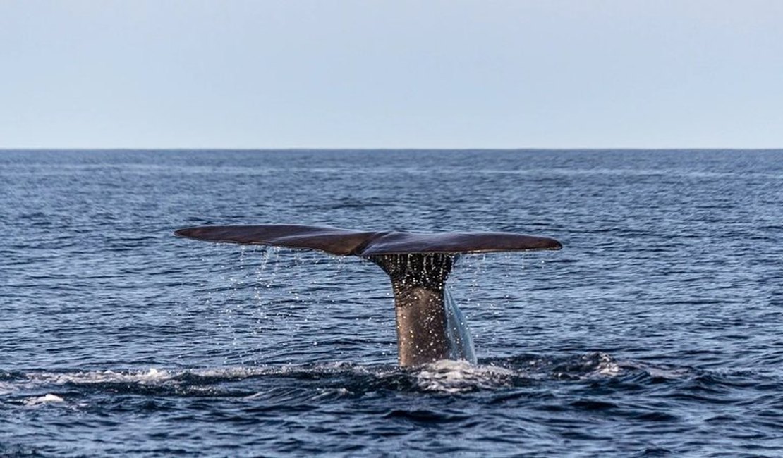 Pescador fica milionário após encontrar vômito de baleia pesando 100kg