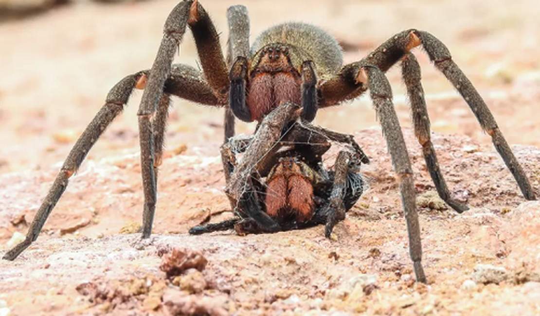 UFMG identifica veneno de aranha com potencial para tratar disfunção erétil; entenda