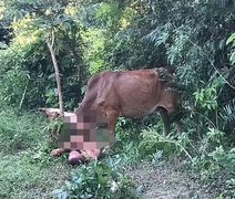 Homem nu é atacado por vaca ao tentar abusar dela em mata