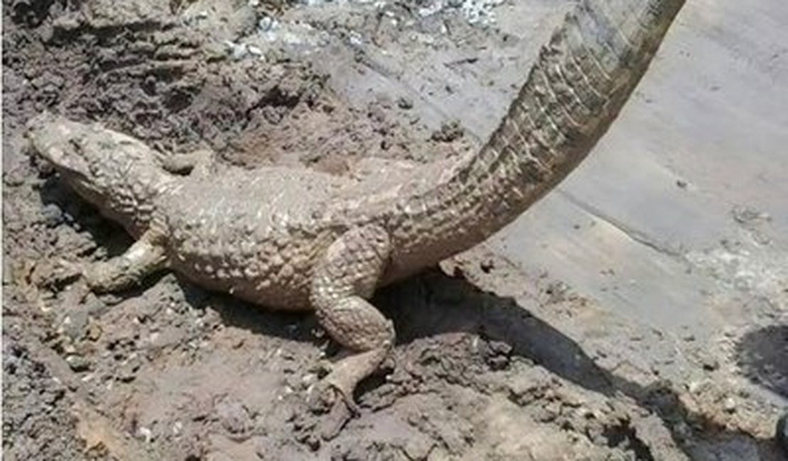 Trabalhadores encontram jacaré em obra de universidade em Alagoas