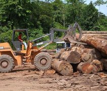 Amazônia perde 7.989 km² de floresta, maior desmatamento desde 2008