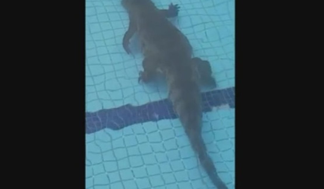 Jacaré é flagrado dentro da piscina de clube de golfe no Recife; veja vídeo