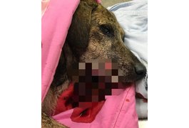 De carro, homem dá três tiros na boca de cadela em Palmeira dos Índios