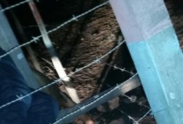 Jovem é assassinado com tiros de espingarda 12, na zona rural de Craíbas