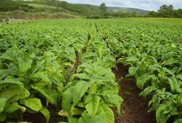 Plantação de fumo é furtada durante a madrugada na zona rural de Craíbas