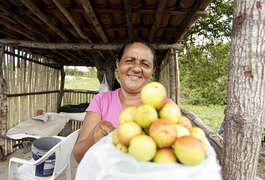 Mangaba, uma fruta que está desaparecendo em Pernambuco