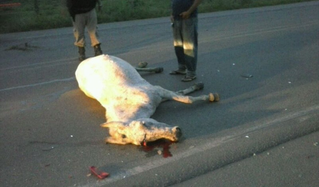 Homem sofre acidente após colidir com um cavalo em Arapiraca