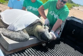Tartaruga-verde encalhada é resgatada pelo Biota em praia de Alagoas
