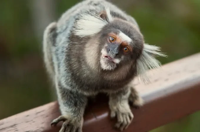 Sagui entra em farmácia e funcionários pedem ajuda dos bombeiros em Palmeira dos Índios